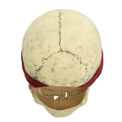 Latexmask, Pirate Crinson